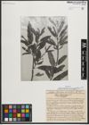 Foto von Salix triandra subsp. amygdalina (L.) Schübl. & G. Martens
